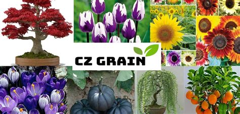 Cz grain - At CZ Grain, we celebrate the diversity of nature. Our vast seed collection encompasses a wide spectrum of plant varieties, from common to exotic, and from flowers to vegetables, fruits, and trees. We're passionate about offering you the opportunity to cultivate your personal garden sanctuary, filled with the colors, fragrances, and textures of ...